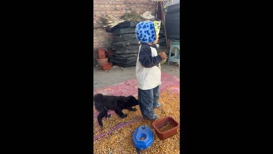 Toddler accidentally sits on a playful puppy while standing among dried corn in Liaoning, China