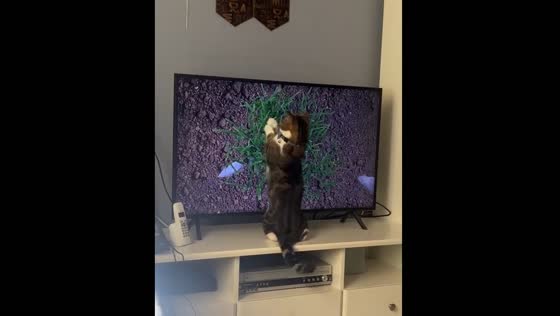 Cat tries to catch moving creatures on TV in Jeddah, Saudi Arabia