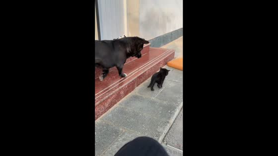 Dog gently taps kitten while following it in Hebei, China