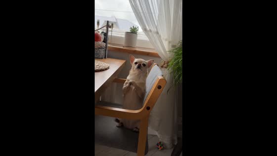 Cheeky dining table pup: begging for a bite!