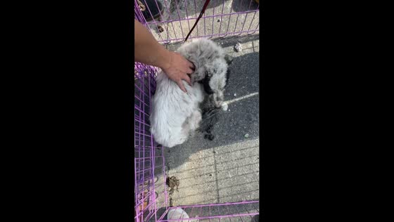 Heroic rescue: Furvent Animal Rescue team saves dog trapped in sewer for two weeks