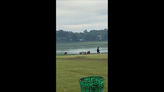 Two individuals chased by buffaloes, caught on video in Pati, Indonesia