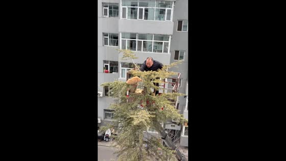 Cat rescued after three days stuck in high tree in Shanxi, China