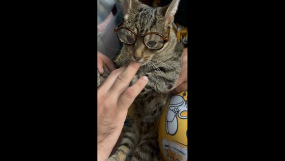 Cat tries glasses and playfully bites owner in Ohio, USA