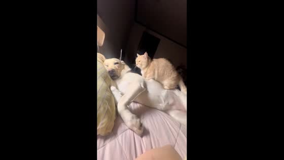 Cat gently massages sleeping dog in Chungju, South Korea