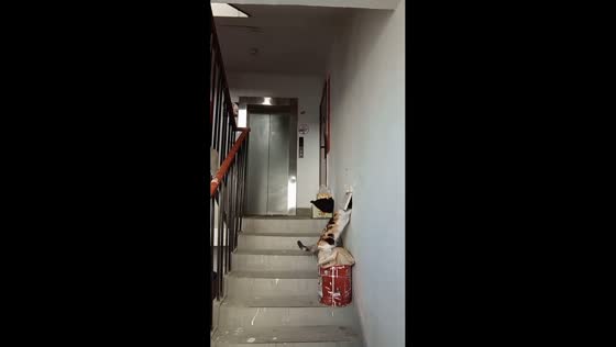 Clever cat opens small door to enter home in Xinjiang, China