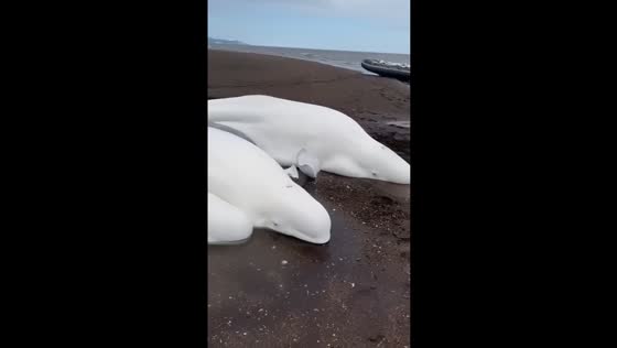 Heroic fishermen rescue family of five beluga whales stranded in Kamchatka's Tigilsky district