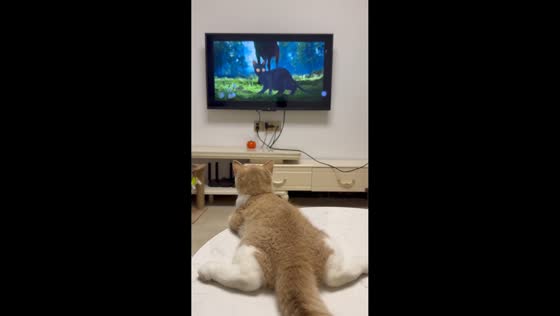 Cat watches cartoon with amazement in Guangdong, China