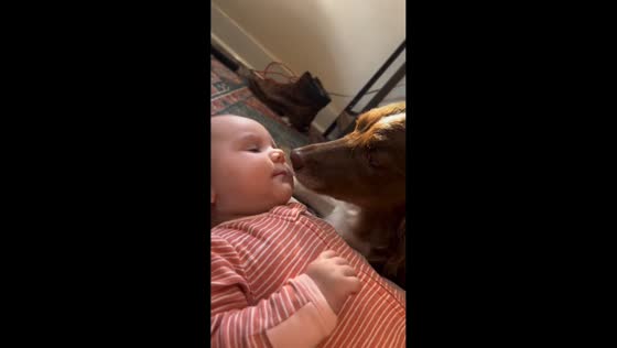 Dog gently interacts with toddler in East Coast, USA