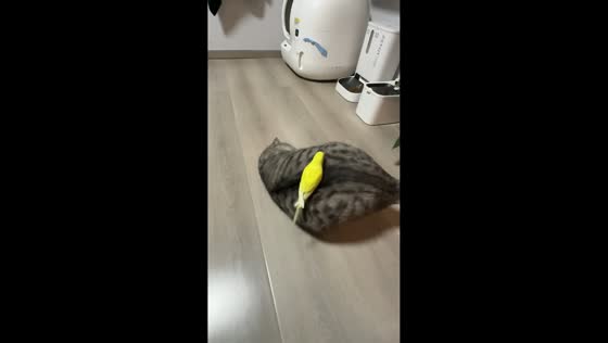 Scottish Fold cat rolls with bird on its back in Hunan, China