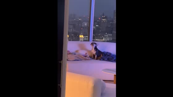 Dog soothes crying baby with sounds in Puerto Madero, Buenos Aires
