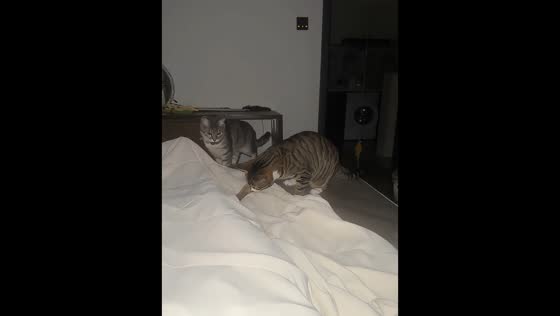 Cats bring a cicada onto bed, startling their owner in Zhejiang, China