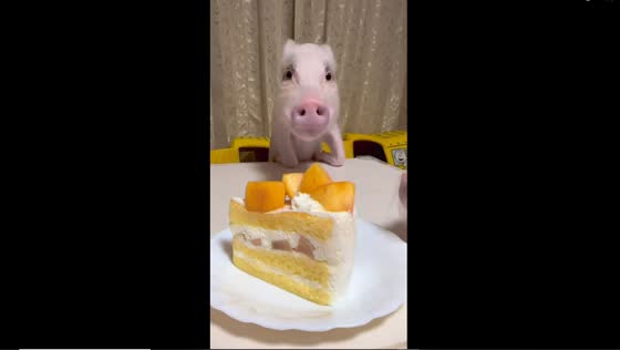 Adorable Japanese pig, Lechon, enjoys sweet cake delight at the table!