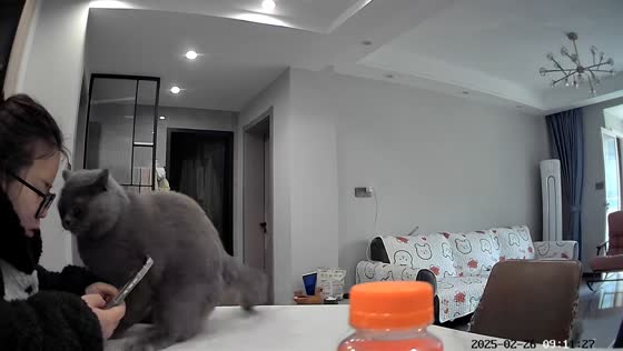 Cat skids to a stop and nearly hits owner in Jiangsu, China