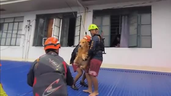 Rescue effort saves 5 dogs from flooded Quezon City home