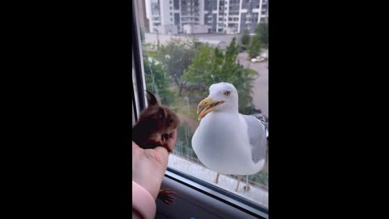 Interspecies encounter: squirrel startles seagull, revealing unfriendly neighborhood dynamics