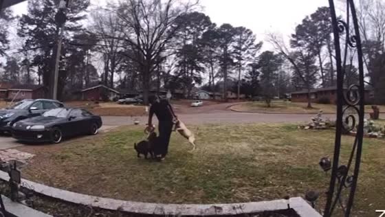 Person with lawn mowing equipment attacked by two dogs in Jackson, Mississippi