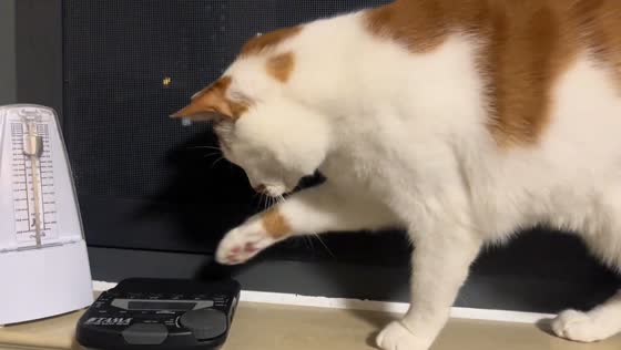 Curious cat reacts to ticking metronome in Shanghai, China