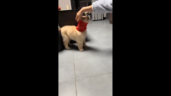 Fluffy puppy struggles with apple foam net in Shaanxi, China