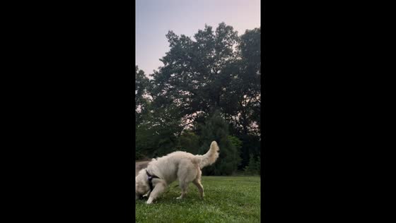 Golden Retriever enjoys a game of catch in Jackson, Michigan, USA
