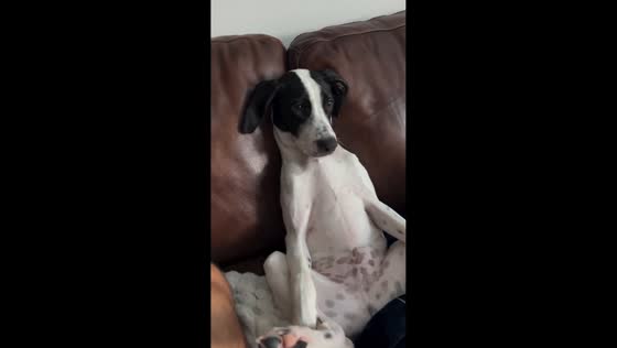 Dog sits like a person while watching TV in Houston, USA