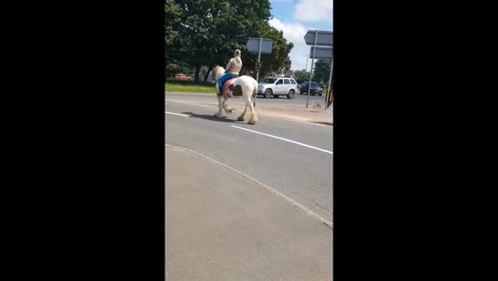 Sunlit trot: horse on the road