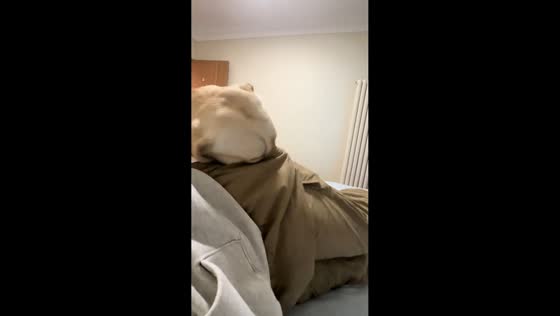 Curious dog investigates owner’s pocket in Shandong, China 