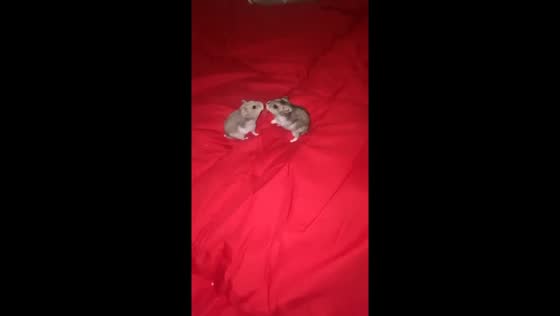 Two hamsters face off in a playful scuffle in Borgomanero, Italy
