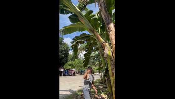  Butuan City resident accidentally cuts banana tree without bananas instead of fruit-bearing stem