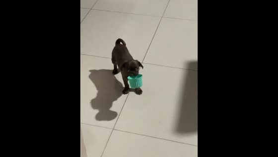 Pug puppy adorably asks for food in Mexicali, Mexico