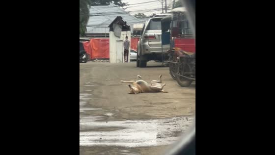 Dog lies upside down on street in Peñablanca, Cagayan, Philippines