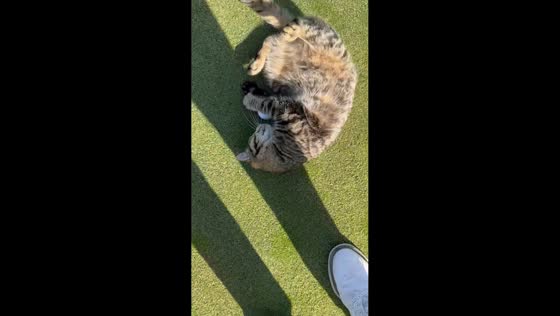Cat guards golf ball from player on course in Dalton, Georgia, USA