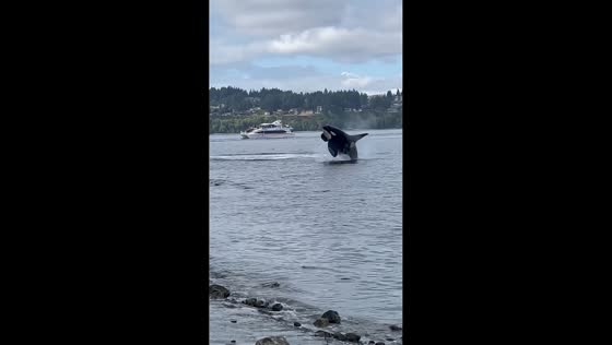 Orca breaches near shoreline during surprise encounter in Tacoma, USA