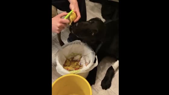 Funny dog eats potato peels: watch Ben the adventurous eater in Kaliningrad!