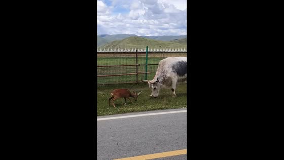 Roe deer and bull face off on grassy roadside in Sichuan, China