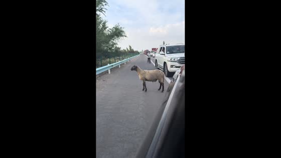 Escaped sheep dodges traffic on highway in Shaanxi, China