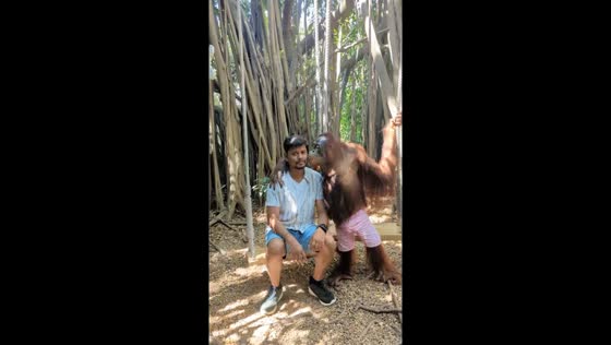 Orangutan strikes a pose: playful encounter with Kavin in Bangkok