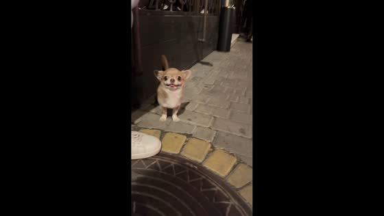 Funny interaction with playful dog in Moscow, Russia