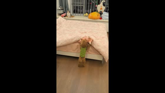 Determined poodle insists on putting toy on bed in Zhejiang, China