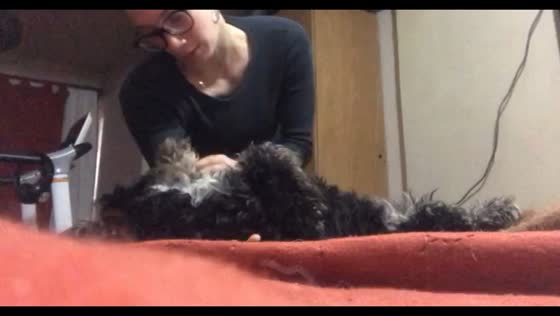 Pandemic practice gets playful with a patient pup, Córdoba, Argentina