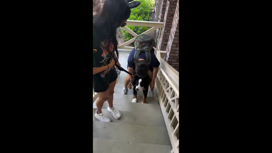 Dog refuses to climb stairs at Disney Hotel, Orlando, Florida, USA