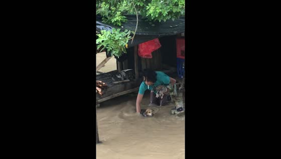 Heroic rescue: daring efforts save mother dog and puppies from devastating floods in Philippines