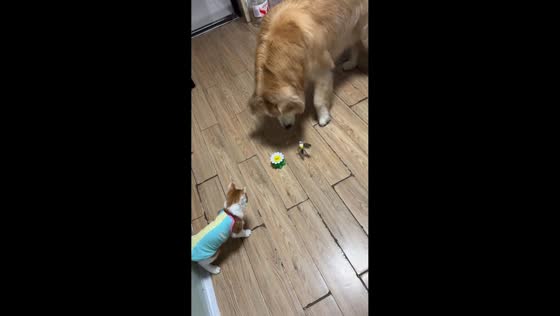Dog and cat team up to investigate spinning pet toy in Jiangsu, China
