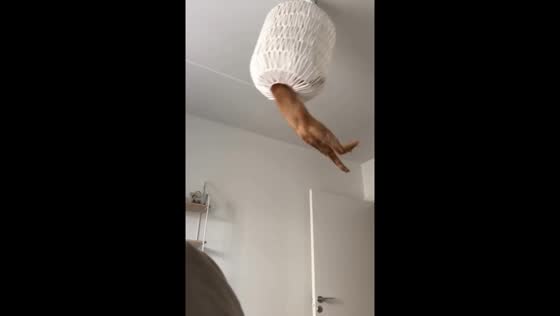 Cat jumps into ceiling lamp shade