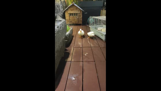 Cat hilariously tries to ride resting ducks in Zhejiang, China