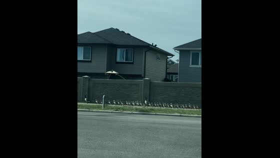 Ducklings and two adult ducks spotted in Calgary