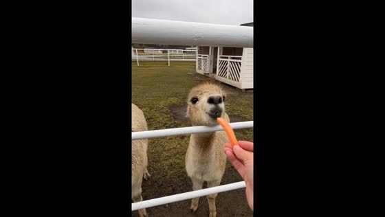 Woman surprised by alpaca while feeding at a farm in Yekaterinburg, Russia