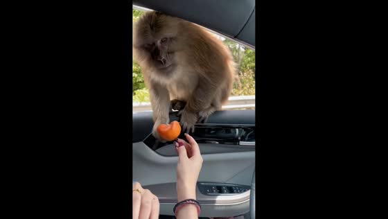 Tibetan macaque climbs into car window causing commotion in Yunnan, China