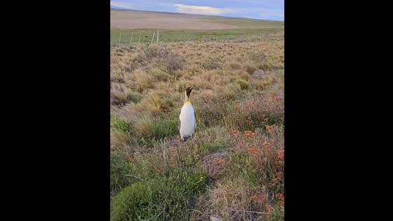 Penguin found by the roadside in Chile