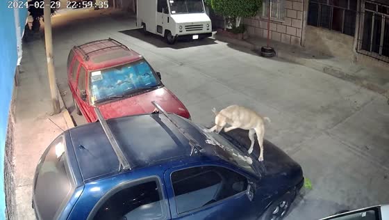 Two dogs' unusual car encounter caught on security camera in Mexico